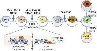 Frontiers | Chromatin Accessibility And Interactions In The ...